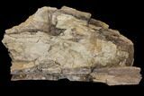 Unprepared Hadrosaur (Edmontosaur) Femur Section #120063-2